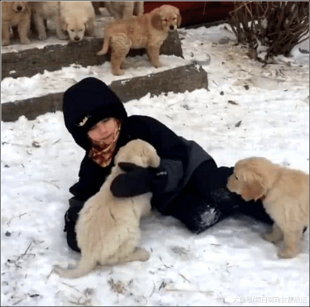 女孩逛街发现流浪小金毛，可怜狗子抱了一下，随后一幕让女孩懵了