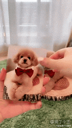 不是说建国之后动物不可以成精的吗？