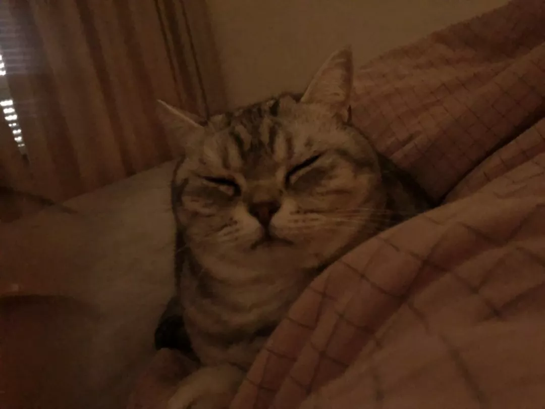 每只猫咪都有一个不为人知的怪癖