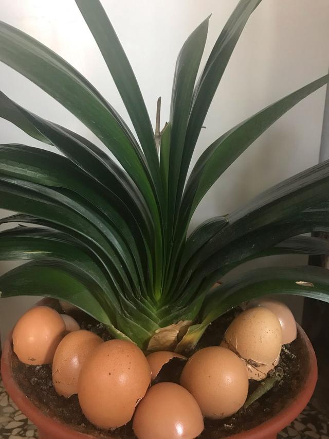 江苏一大爷提醒！夏天养花，这1种水不能浇花，否则浇一盆死一盆！