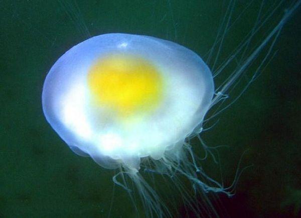 地球上5大最美水母，第一能无性繁殖，第五像一个煎蛋