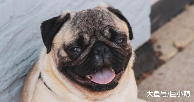 狗狗打鼾声超大声，可能患短吻犬症候群，要注意可能会呼吸困难