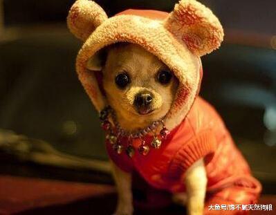 低温季节, 切记“5件事”不要对狗狗做, 以免害了它!