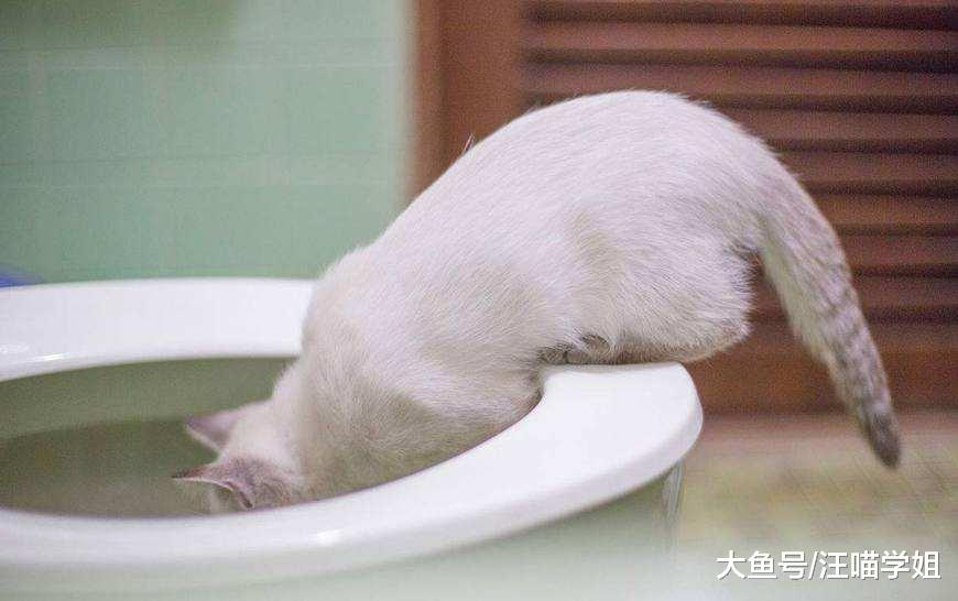 猫咪老是来看主人上厕所，令人压力山大又尴尬，这是为什么呢？