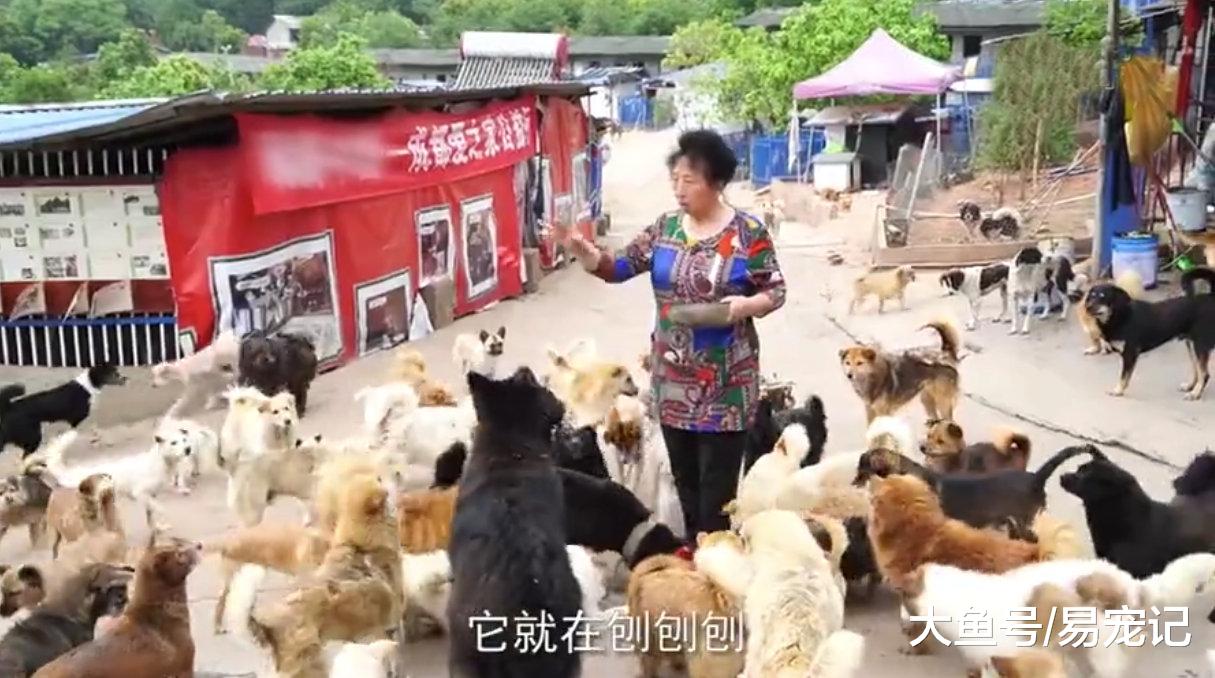 富商23年救助上万流浪狗，不顾家人反对，花费千万建立救助站