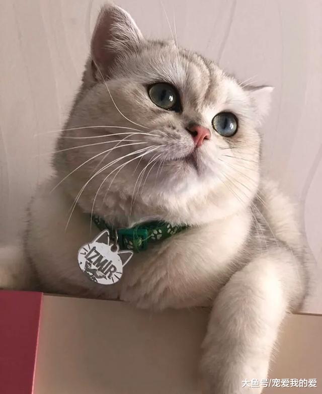 女孩领养了一只看似普通的猫，四个月后，她被猫的颜值惊艳到了