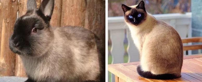 挖煤工脸可不是猫咪专属，TA还有这些小伙伴们！