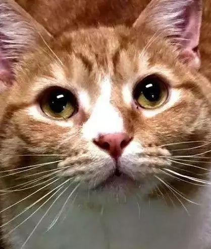 橘猫因为太粘人被抛弃多次? 不要你给我啊!