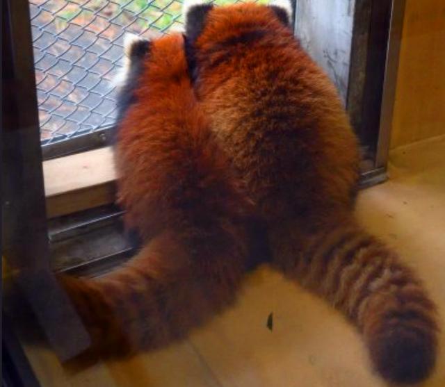 小熊猫偷吃被发现，围殴犯错伙伴撒气，饲养员无奈拿出苹果劝架！