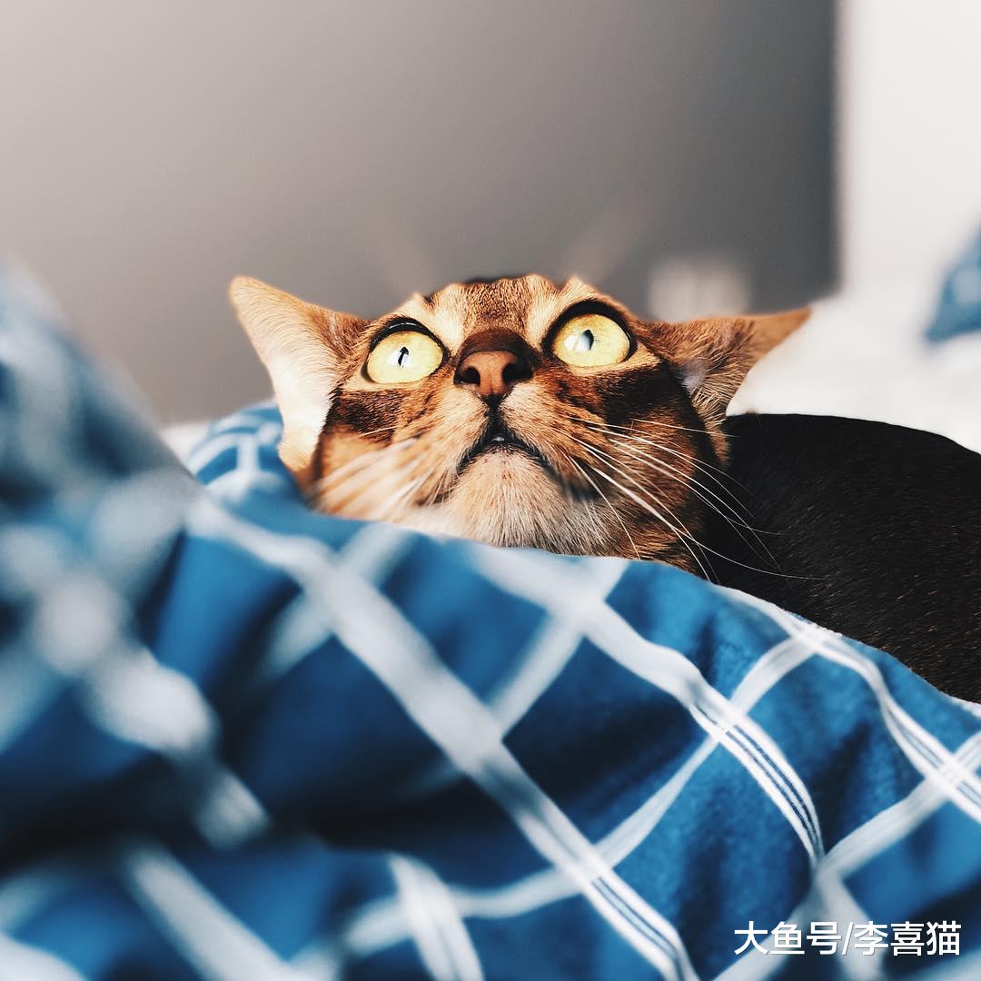 猫咪中也有行走的表情包，阿比西尼亚猫在这方面就不逊色于哈士奇