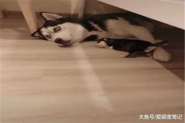 二哈生个独生子，每次饿了就会“口吞奶狗”，真是带娃全看心情啊