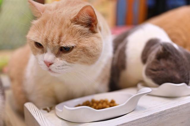 猫界巨星忌廉哥复出, 13岁老猫有个童颜脸, 主人曝出4条养生秘诀