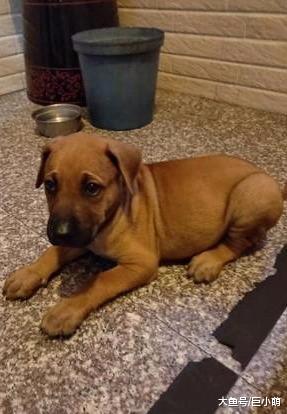 幼犬被遗弃路边，四肢布满烟头烫伤，幸得好新人领养不再继续流浪