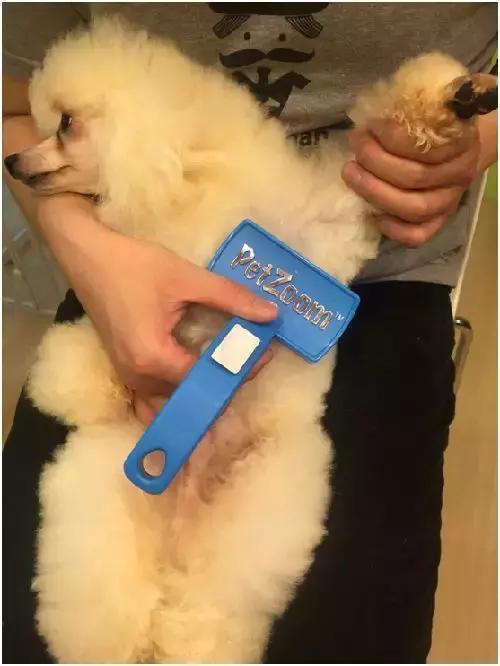 幫狗梳走皮膚病！梳子千千萬，其實只要3把就夠了