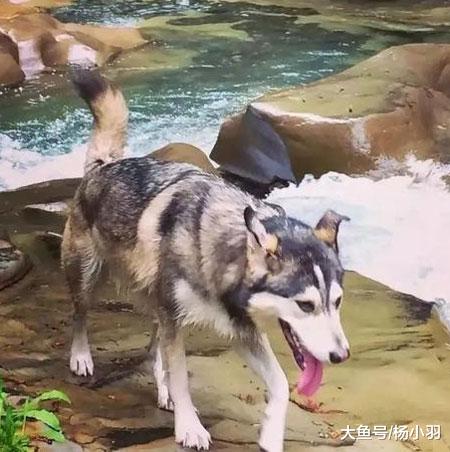 二哈走失常规方法找不回，网友支招荒唐，结果二哈流口水秒现身