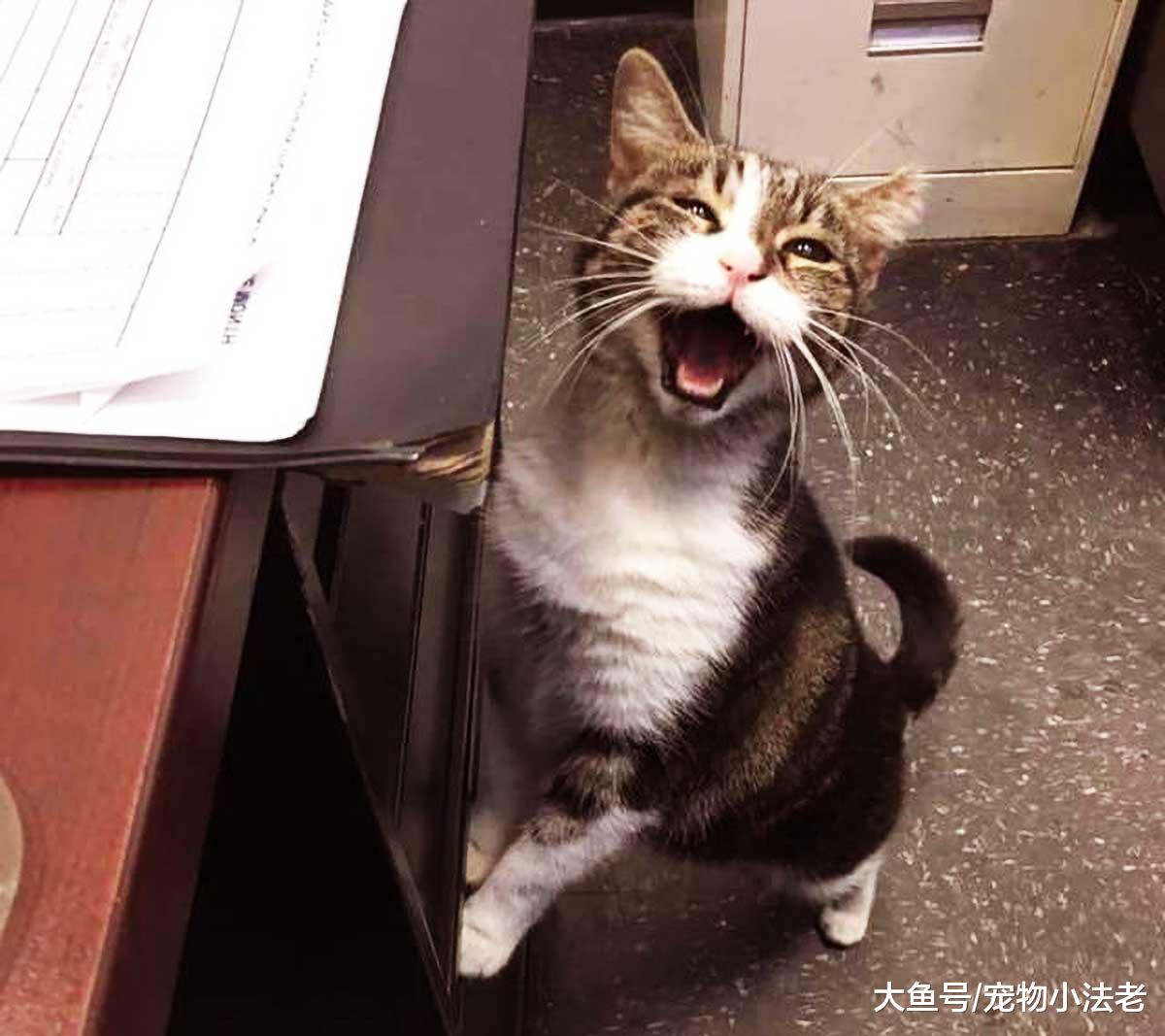 流浪猫为避寒竟误闯警局，但它的1个举动，竟让众多警员感动落泪