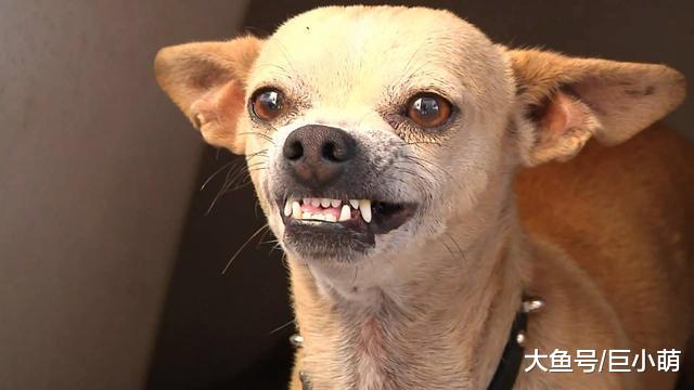 小狗一定会咬人，如果不制止，长大后狗狗连主人都会咬