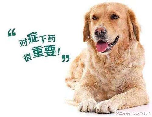 如果狗狗具备这5点，赶紧帮它驱虫，不然后果不堪设想