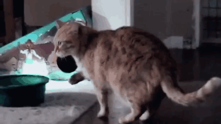 禁止除猫爪手术法案正式生效！给猫去爪究竟有多残忍？剁手试试