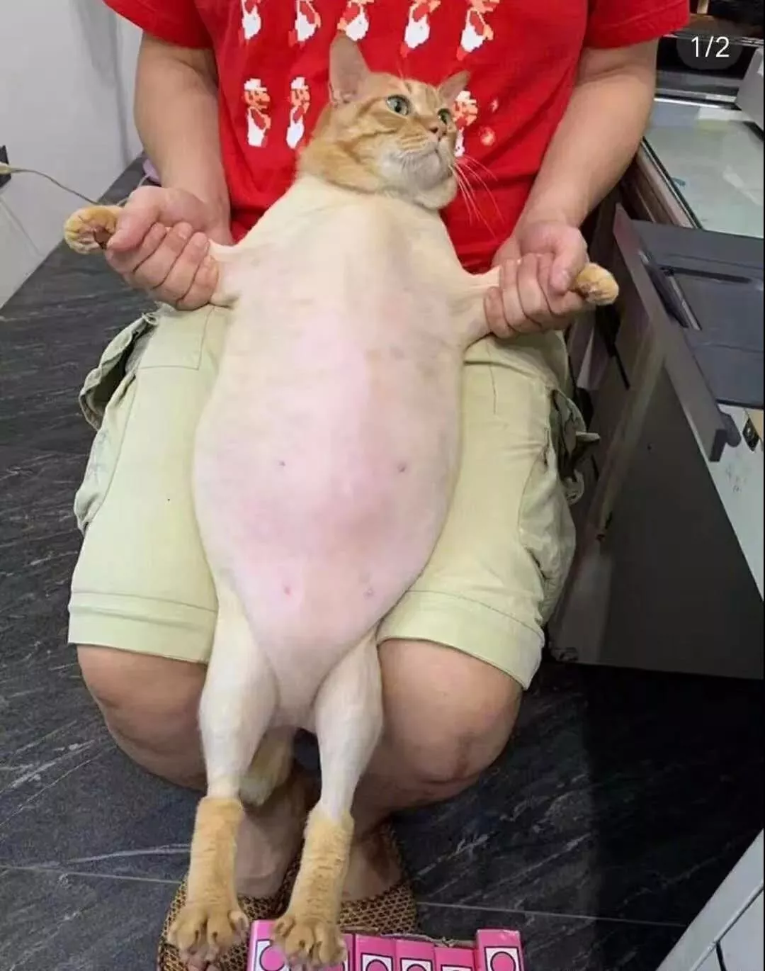 美貌小猫咪被剃毛后，面对窗口郁郁寡欢了一个下午