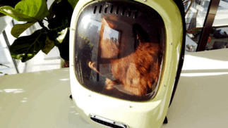 评测|小佩新出的新风太空舱猫包，可以避免闷死猫吗？