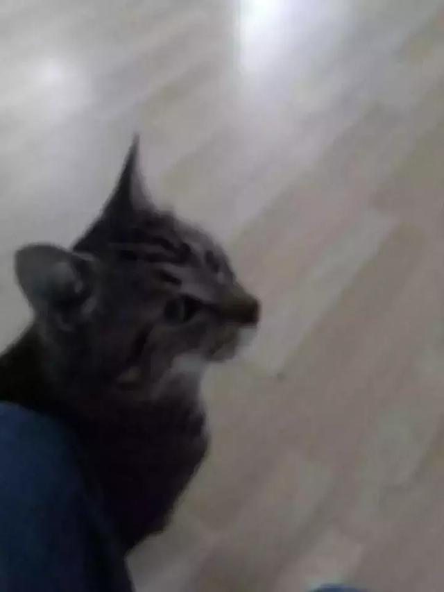 流浪猫为了不再被抛弃，努力表现讨好主人，看完泪目