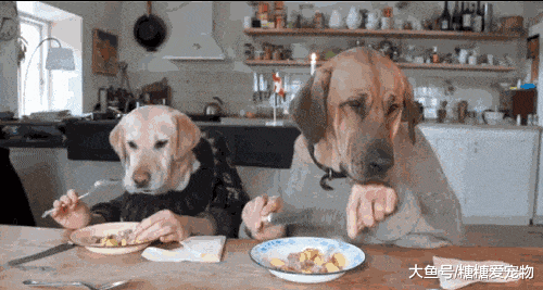 趁女主人做饭, 狗子想偷吃, 却发现怎么也吃不到, 狗: 好闹心啊!
