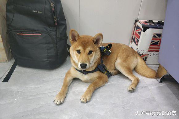 柴犬不敢上厕所，它在等着主人带它出去，快把它憋“疯”了