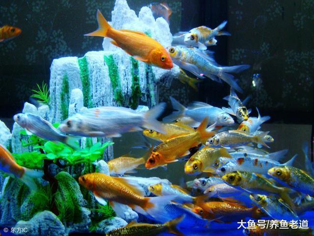 蹭缸擦身就一定是观赏鱼的疾病吗, 我们该如何治疗?