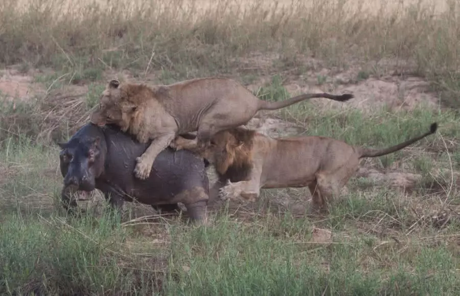 两只雄狮偷袭河马，跳到河马背上无处下口，河马暴怒之下发起反击