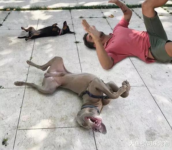 宠物狗睡觉不老实，老是在床上瞎折腾，结果把主人压得喘不过气来