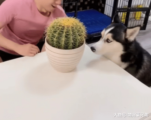 宠主拿出仙人球放二哈面前，二哈拔腿就跑，网友：这是有故事的狗