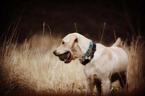 宠物犬的数量对比：美国拉布拉多最多，中国泰迪最多，为何？