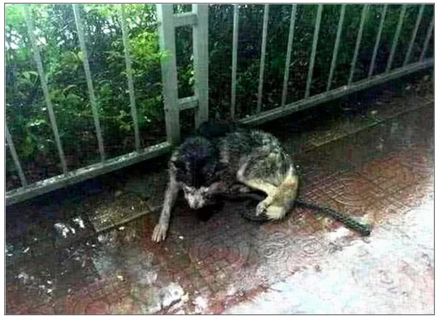 可憐的二哈，雙眼被人挖掉，好心人收留后大變樣