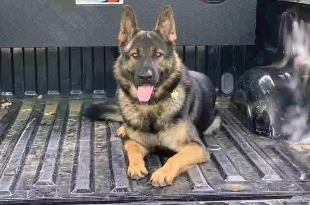 “成精”的狗崽子居然能发现摄像头？我养个宠物实在太“南”了！