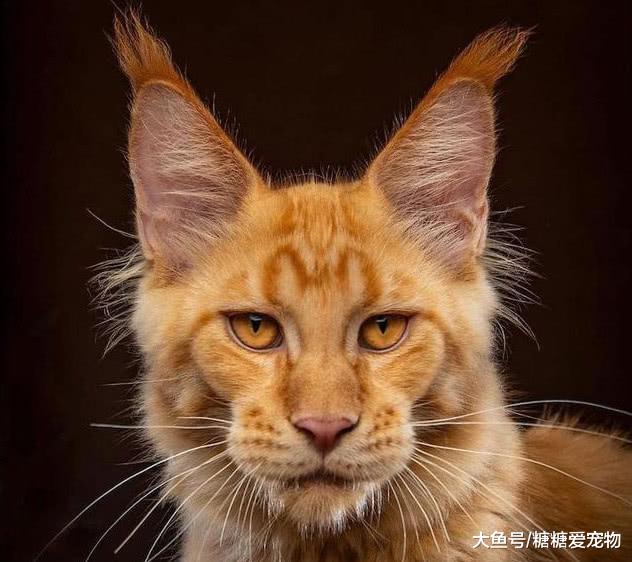 超帅气的缅因猫! 其实它们的性格是这样子的?