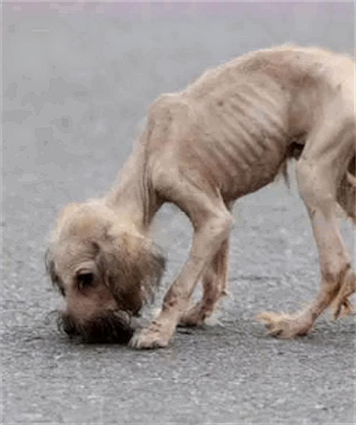 小狗狗遭遗弃，她说是为了保护它，原因让人既悲愤又感动