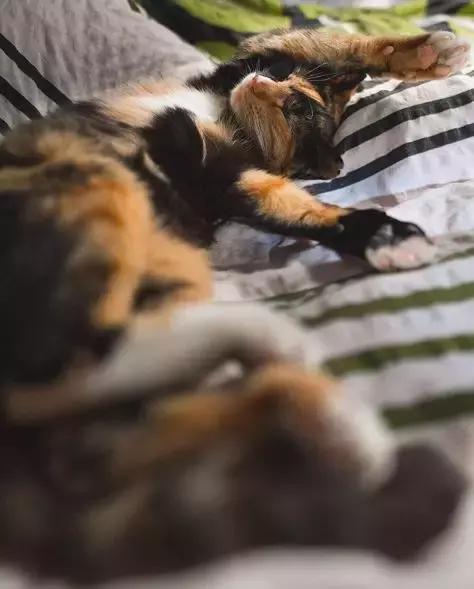 流浪猫私自闯上车被赶出，最后居然搭上顺风车，环游全欧洲