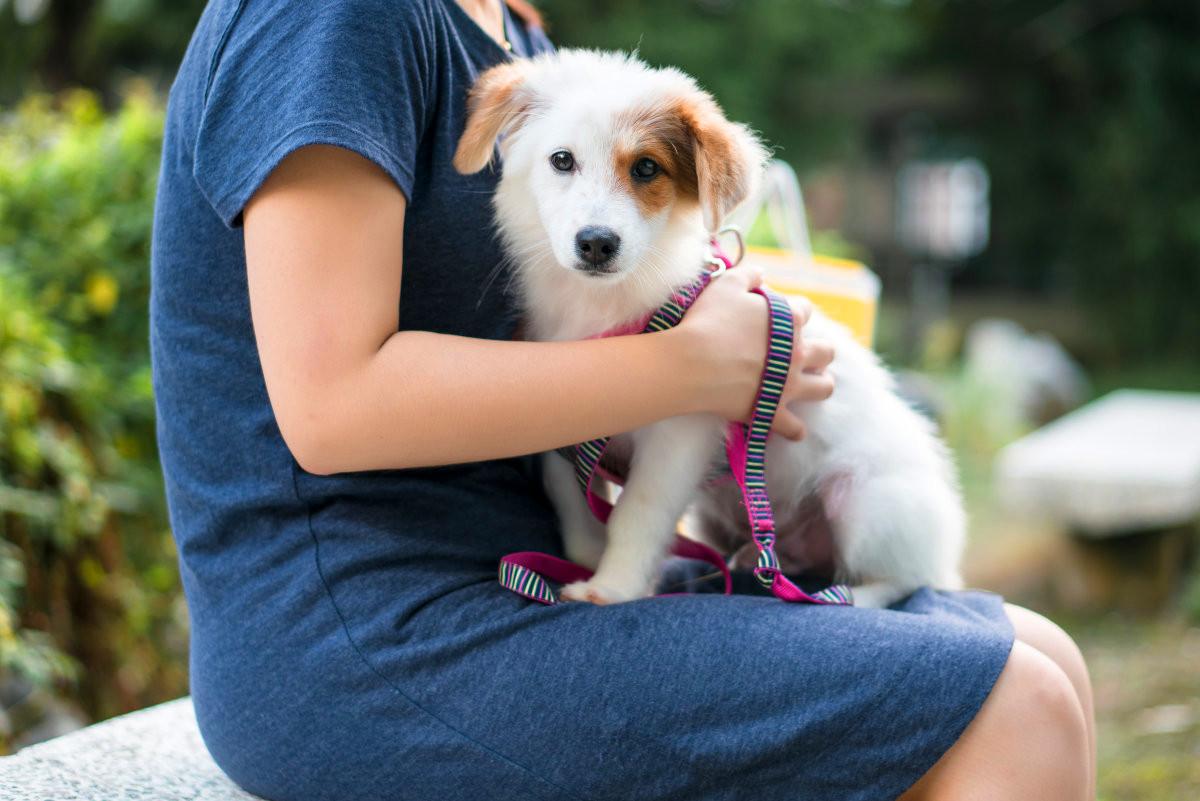 狗愿意親近的人很多，但是你知道，誰才是狗狗唯一認定的主人嗎？
