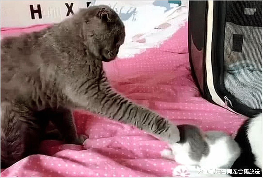 蓝猫正在欺负小奶猫，主人立马跑上前阻止，走进一看傻眼了