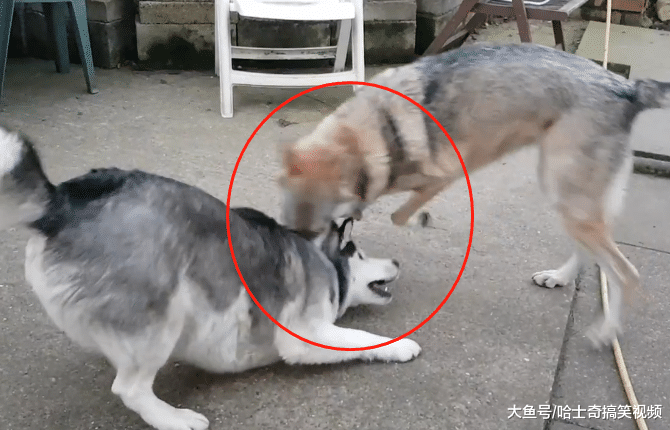 网友错把狼犬当哈士奇，还把它们养一起，结果二哈悲剧了