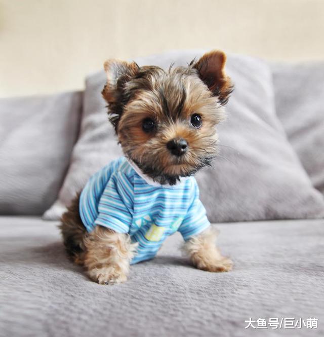 狗狗穿衣服很漂亮，它们怎么会不喜欢？狗真的喜欢穿衣服吗？