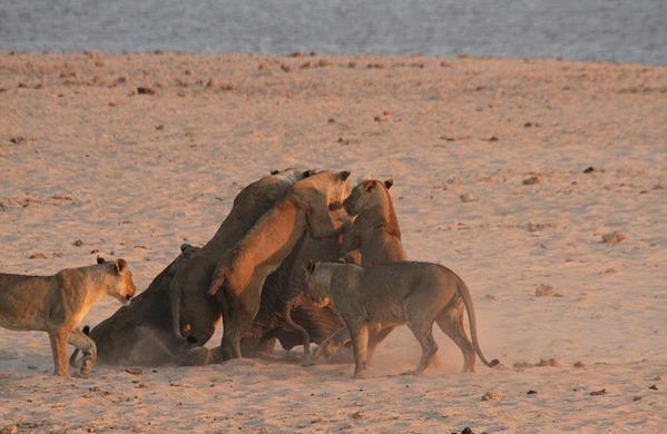 数只狮子饥饿难耐，主动围攻一头大象，被大象的聪明逃脱折服