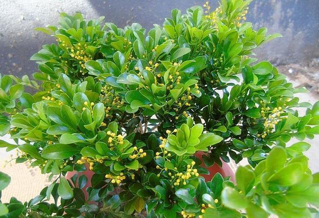 米兰花带“黄土”，第“1步”做好，叶片不黄不干不脱落，恢复快