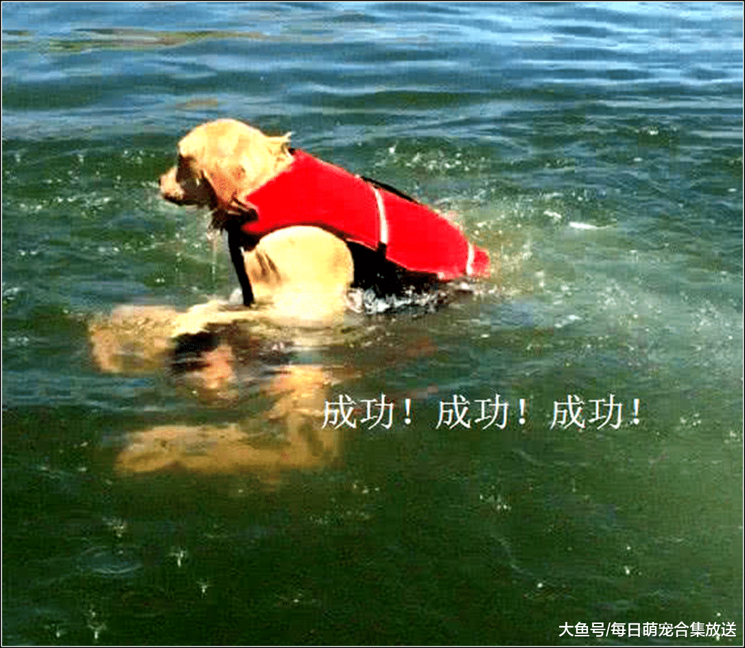 男主假装溺水，本以为金毛会救自己，结果悔的肠子都青了