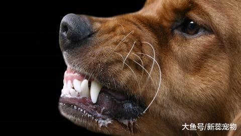 养狗的注意了！如果狗狗出现这4个信号，很可能是患上了狂犬病