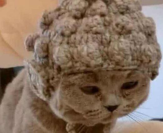 出差前将猫咪交给老妈，回来接猫时傻眼了：这发型真像“佛祖”