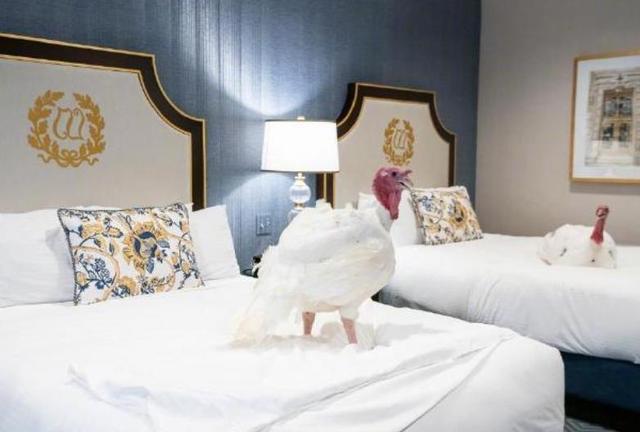 两只白胖火鸡抵达华盛顿入住高级酒店，特朗普将选一只特赦