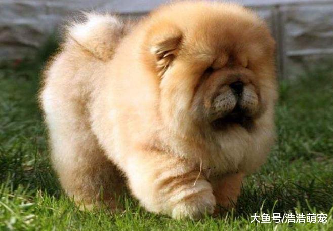 最忠诚的5种狗，德牧榜上有名，第五种城市里已很少见了