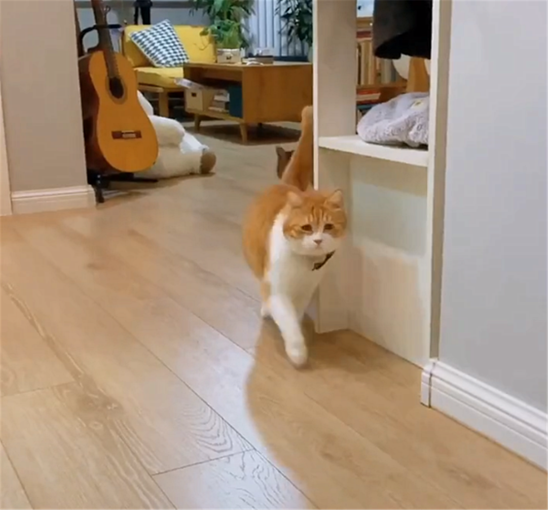 橘猫减肥节食，半夜肚子饿得咕咕叫，猫：我弱小可怜又有点能吃…